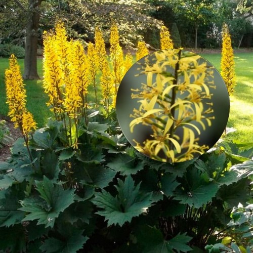 Ligularia hessei 'Little Lantern' - Hesse kobarpea 'Little Lantern' P11/0,75L